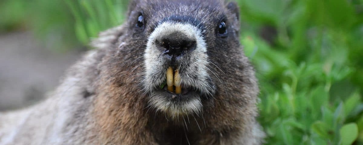 Wildtierschäden